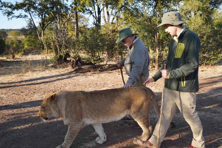 Walking with a lion